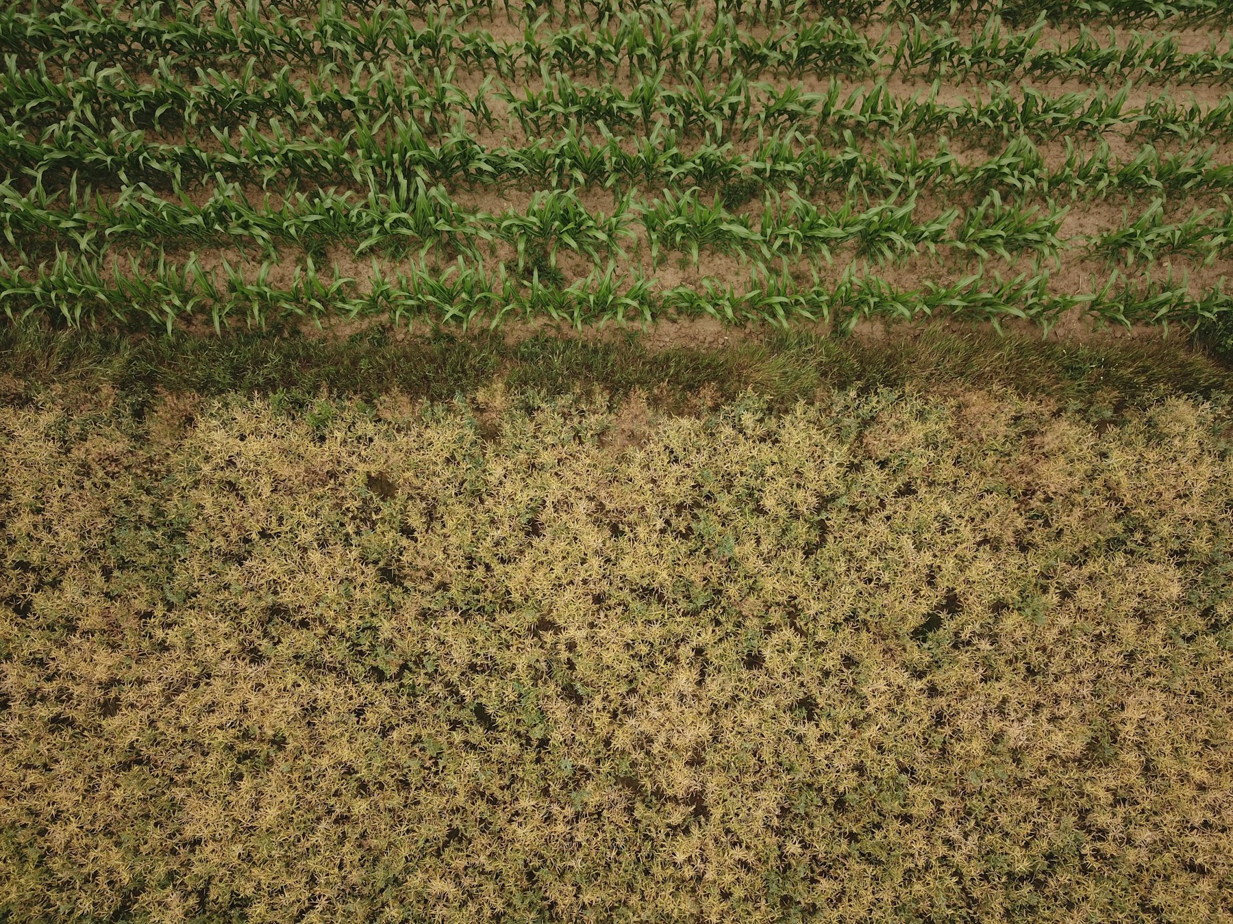 Drone surveying crop rows