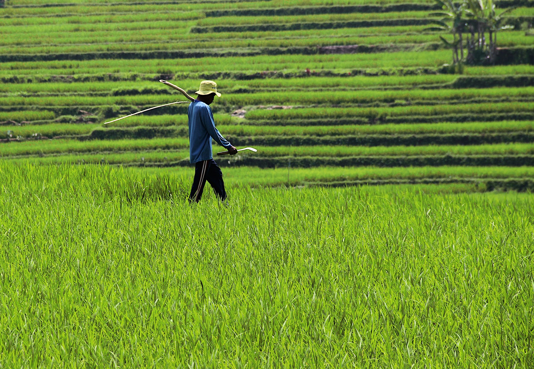 Farmer checking crop rows in field