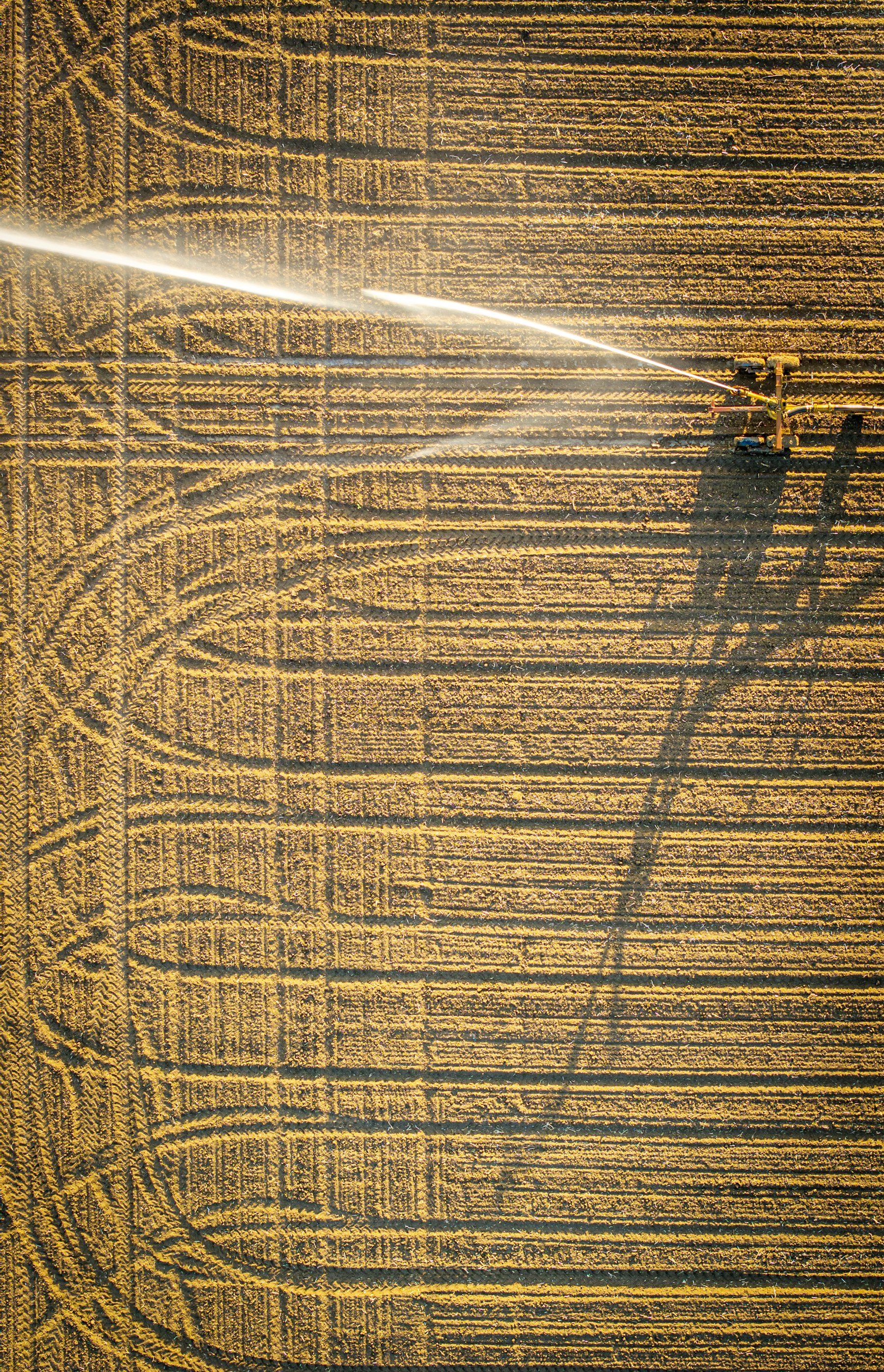 Irrigated crop rows at sunrise