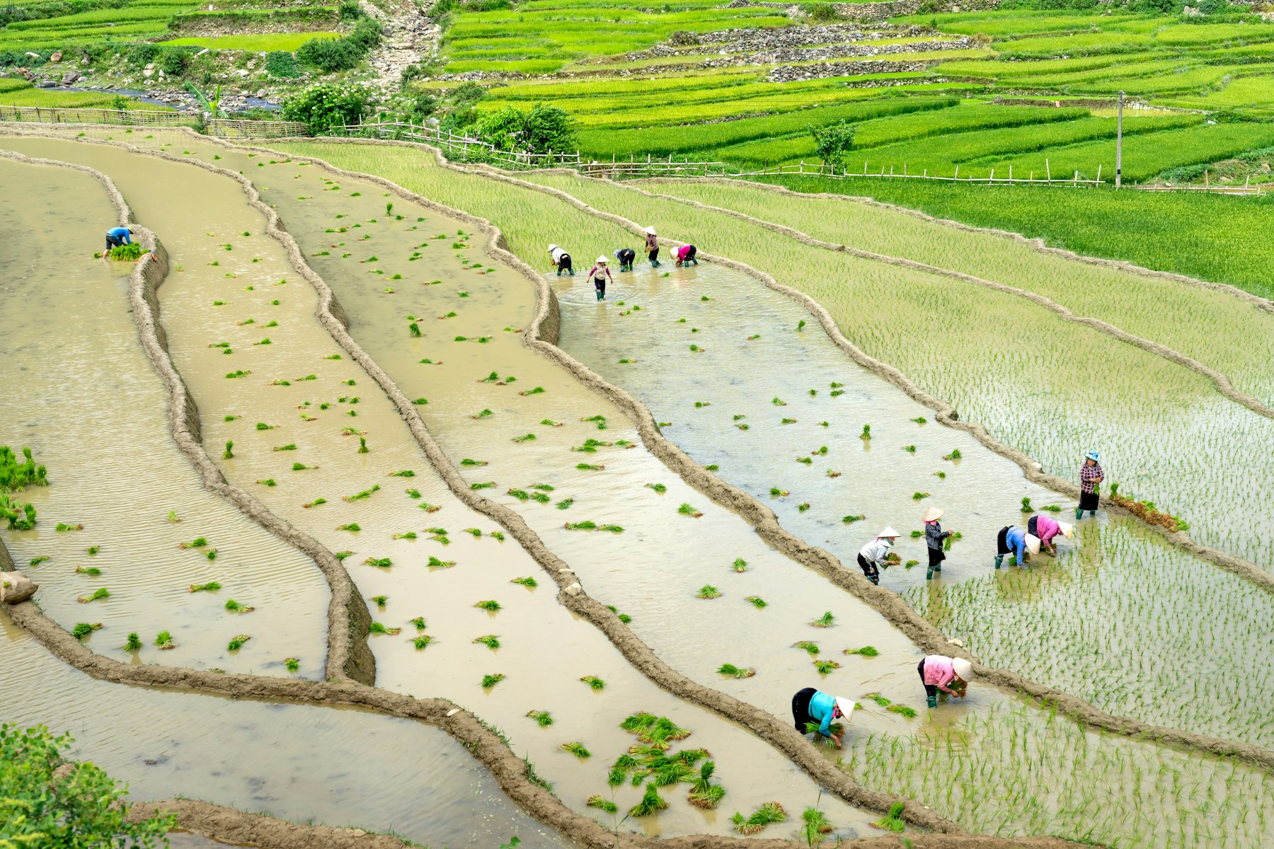 Farm team examining crop conditions