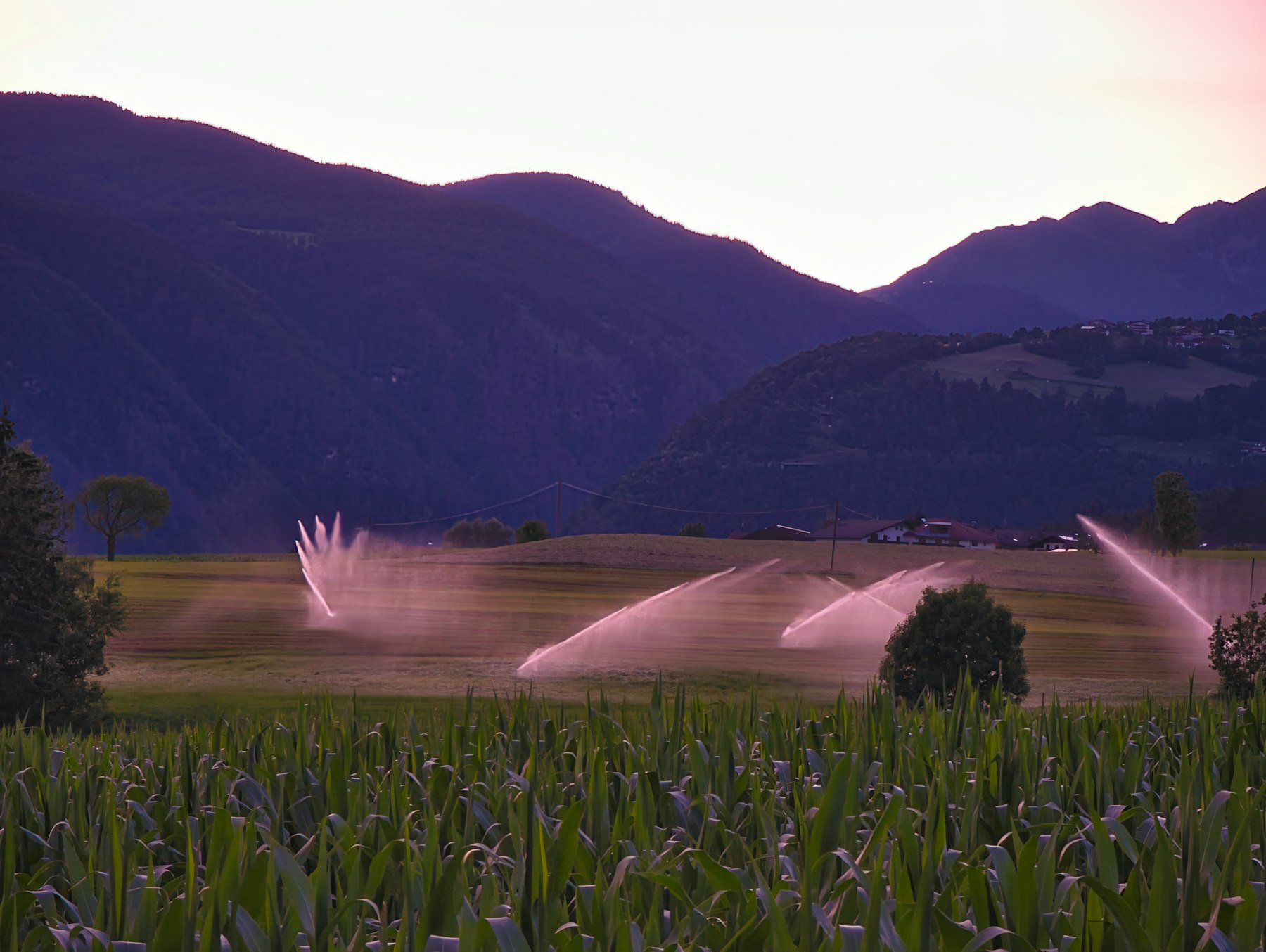 Irrigation sprinklers watering crops at dusk