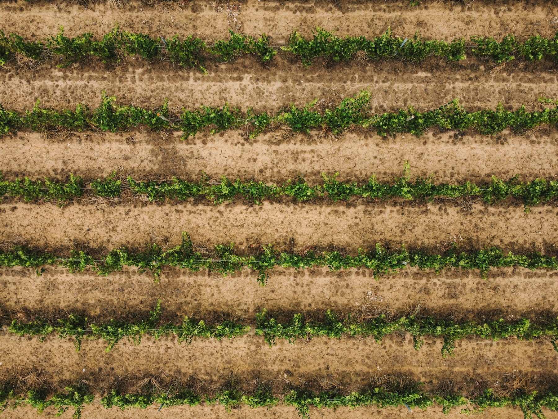 Crop canopy monitored for disease risk